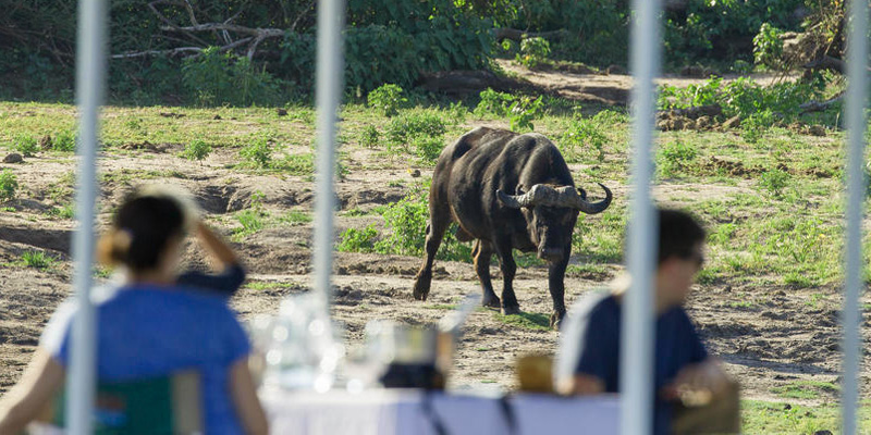 people viewing a buffalo